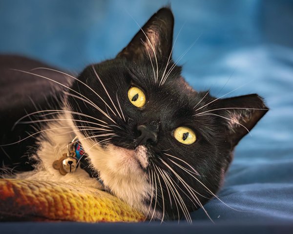 Epic tree care: ensuring safety, beauty, and health for your landscape