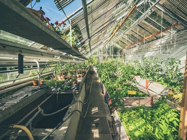 What Are the Most Resilient Groundcover Plants for a Shady Courtyard?