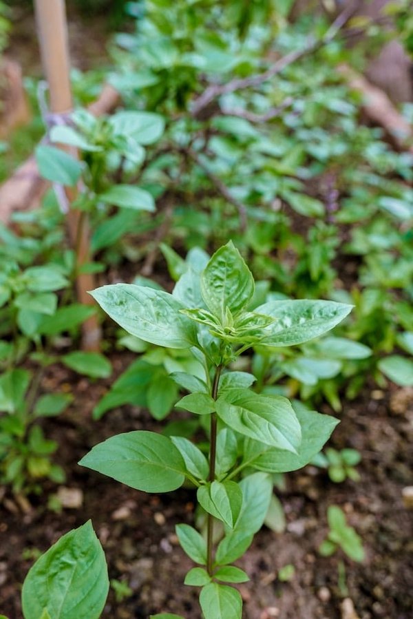 How to Cultivate a Green Workspace: Tips for UK Office Managers?